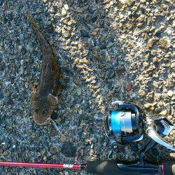 アジングで豆アジ釣り