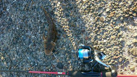 アジングで豆アジ釣り