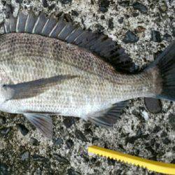 良型のチヌが釣れました