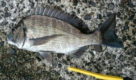 良型のチヌが釣れました