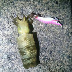 越前エギングランガン