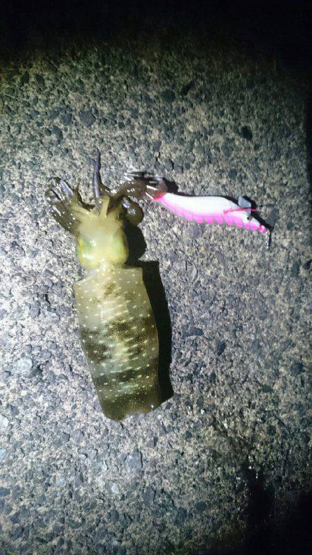 越前エギングランガン