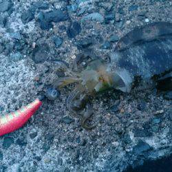 伊根方面エギング釣行