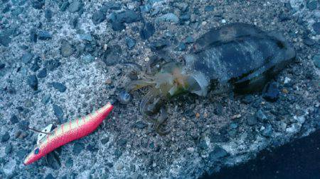 伊根方面エギング釣行