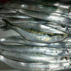 半夜狙いで数釣り