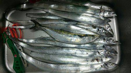 半夜狙いで数釣り