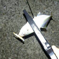 雨上がりアジング!