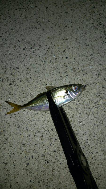 暴風アジングっ！！