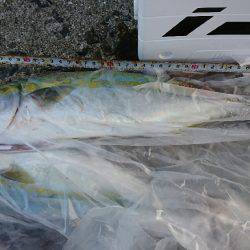 朝マズメ 楽しめました♪