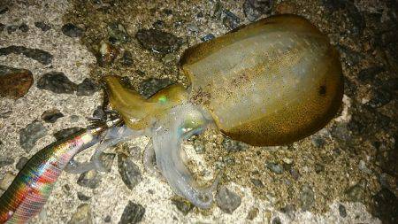 夜明け前からエギングと青物狙い