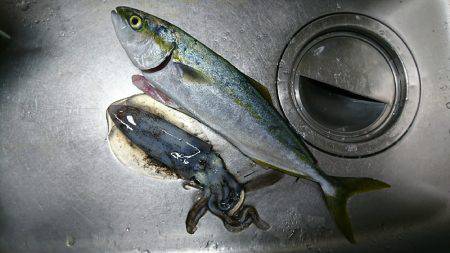 イカ、ツバス なんとかget♪