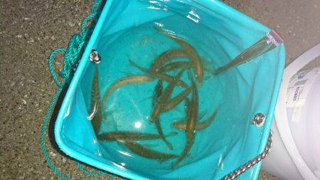 子供とファミリーフィッシング♪