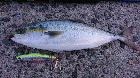 朝イチ 青物狙い。 久々に釣れました