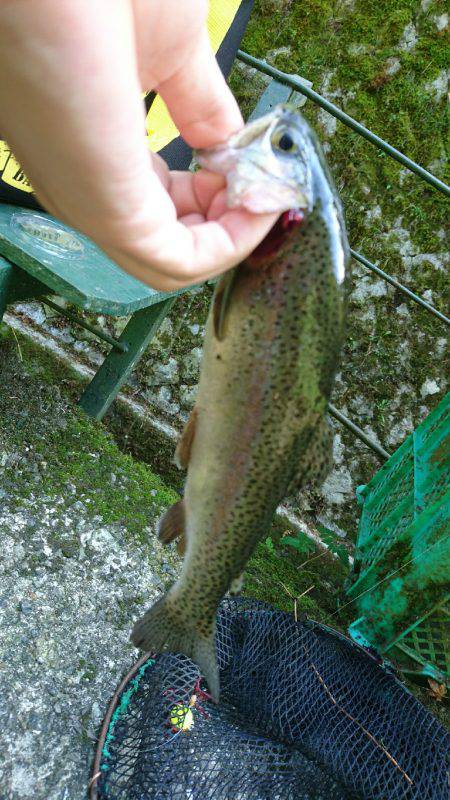 千早川マス釣り場