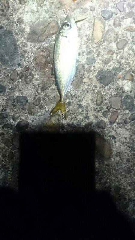 まだまだですな。