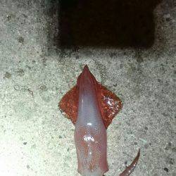 台風前に何とか。