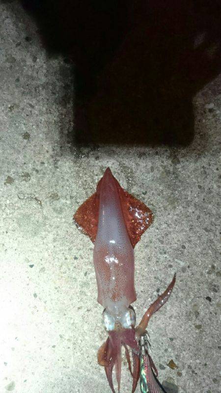 台風前に何とか。