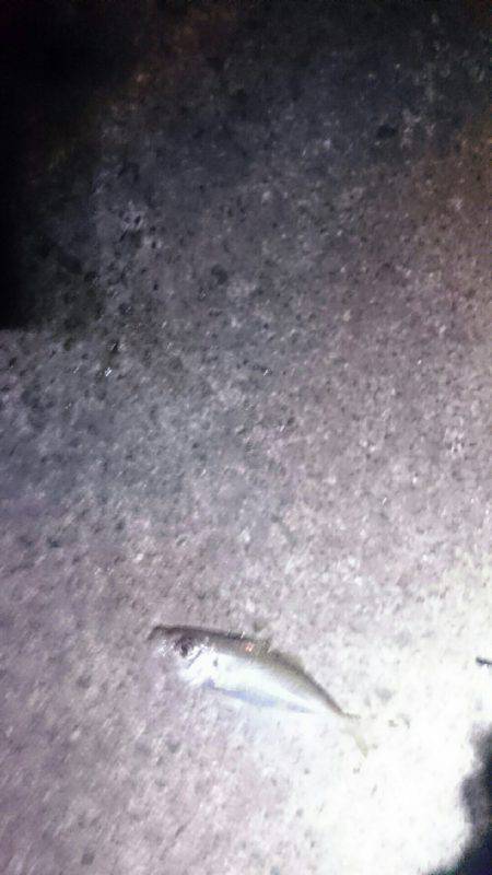 台風後は惨敗。