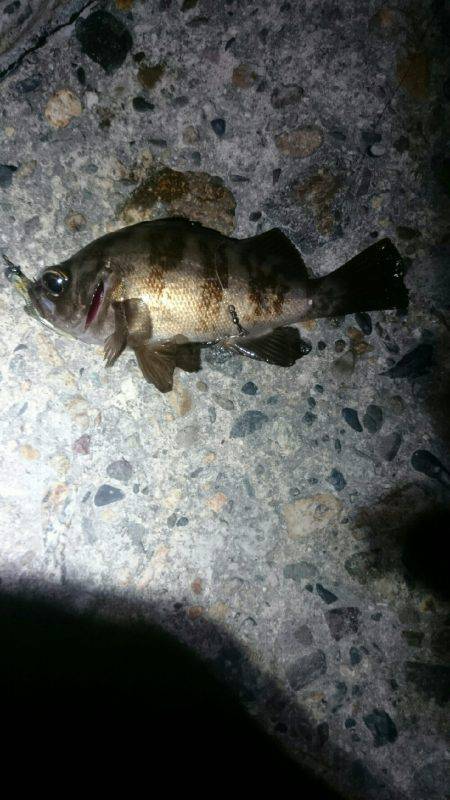 アジが居なくなった。