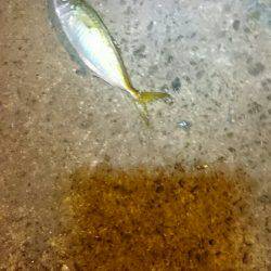 アジングは楽しいよ。