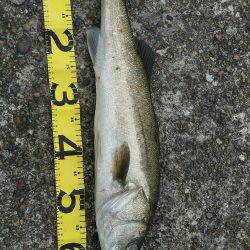 加古川シーバス