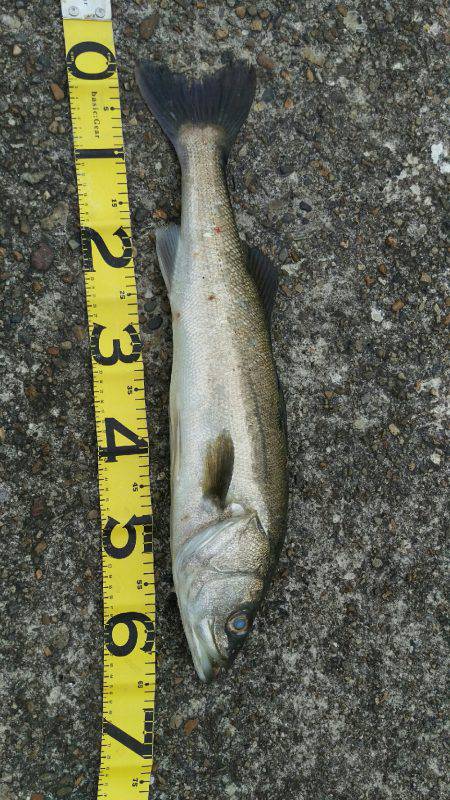 加古川シーバス