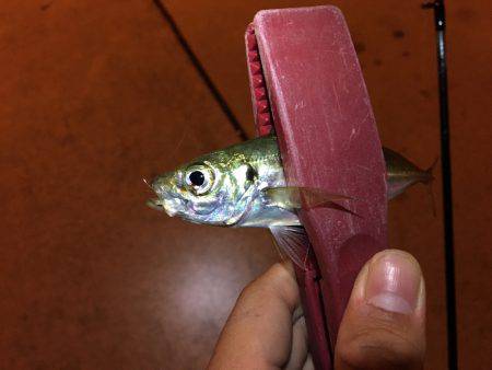 どうなってしまった。