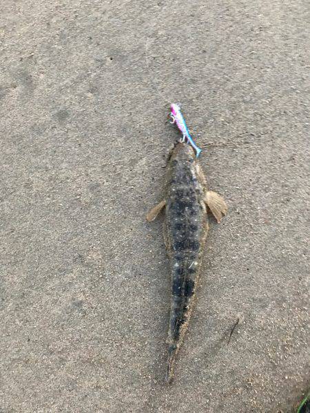 夕マズメ楠サーフ