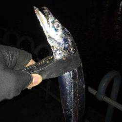 渋いけどタチウオ