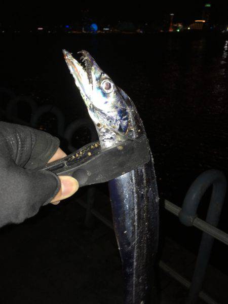 渋いけどタチウオ