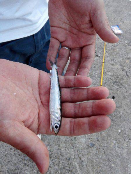 釣りをはじめました！