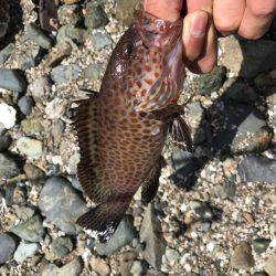 グルーパー٩( ‘ω’ )و