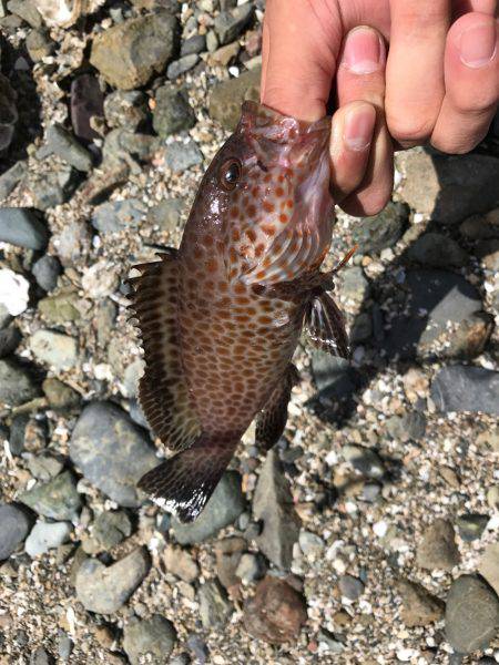 グルーパー٩( 'ω'…