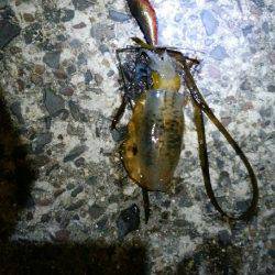 観光の合間に今秋初釣行