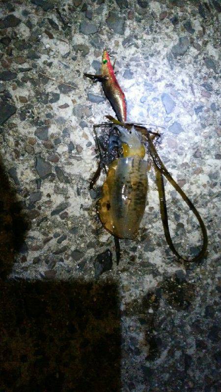 観光の合間に今秋初釣行