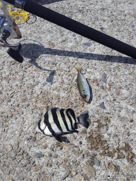 久しぶりのサビキ