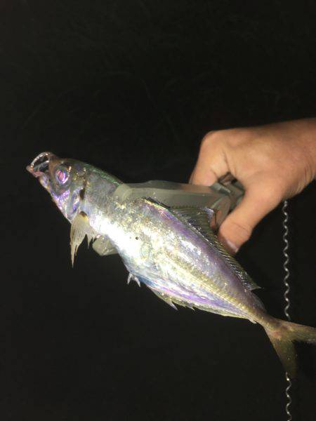 ふれーゆ、アジング！