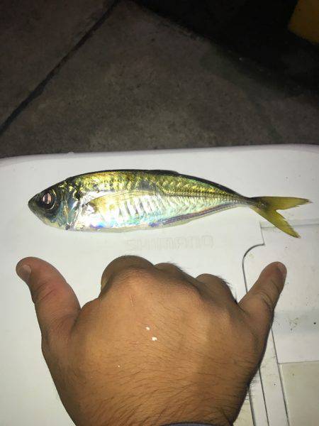 豆アジング時々アジング