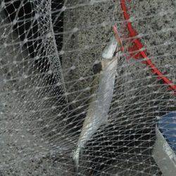 貝塚人工島サゴシ爆釣!