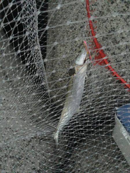 貝塚人工島サゴシ爆釣!