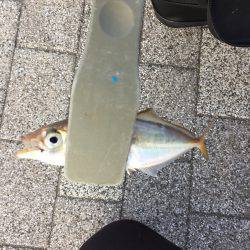 アジング時々サヨリング