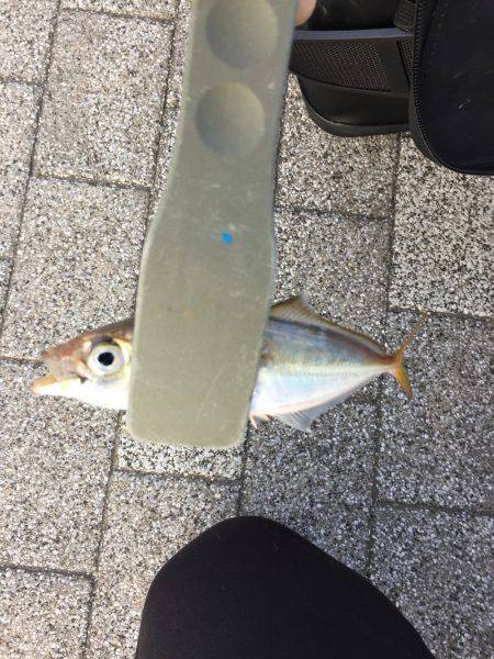 アジング時々サヨリング