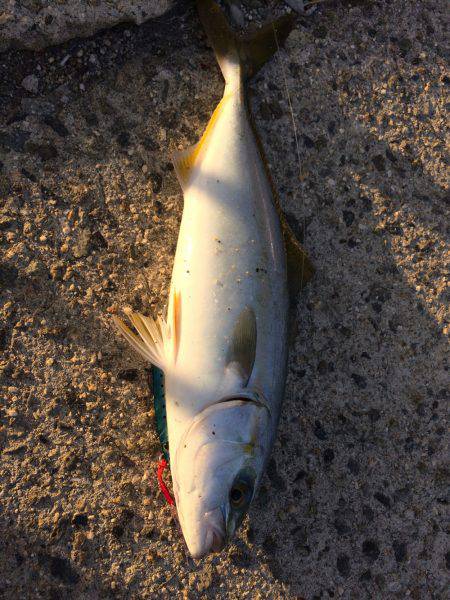 タチウオ、ツバス、アジ