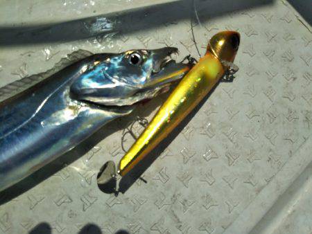 オフショアタチウオ♪