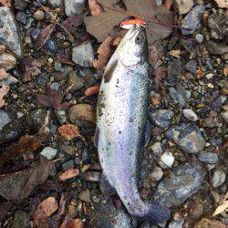 ほのぼのフィッシング