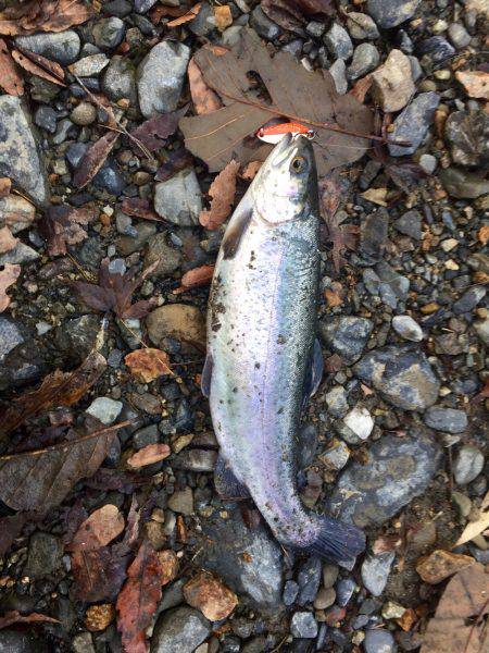 ほのぼのフィッシング