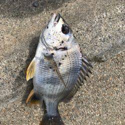 忠岡貯木場で。