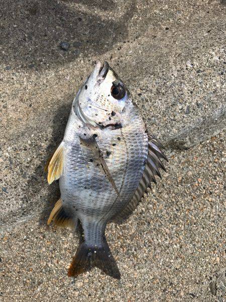 忠岡貯木場で。