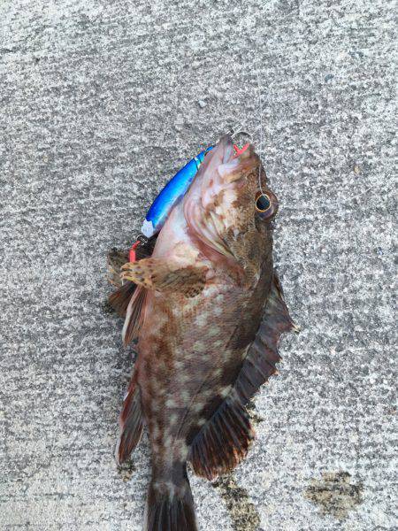 ショアジギでまさか…