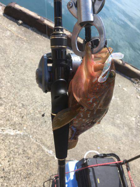 久々の白杉・・・